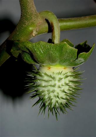 Datura innoxia